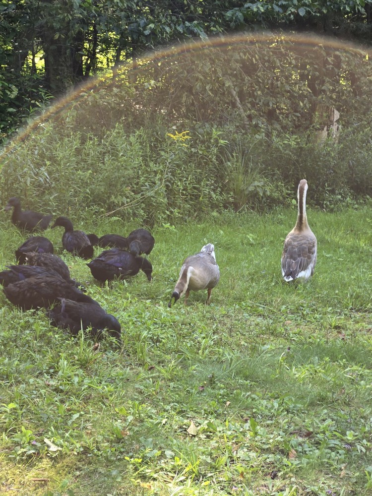 Brown Chinese Goose Hatching Eggs