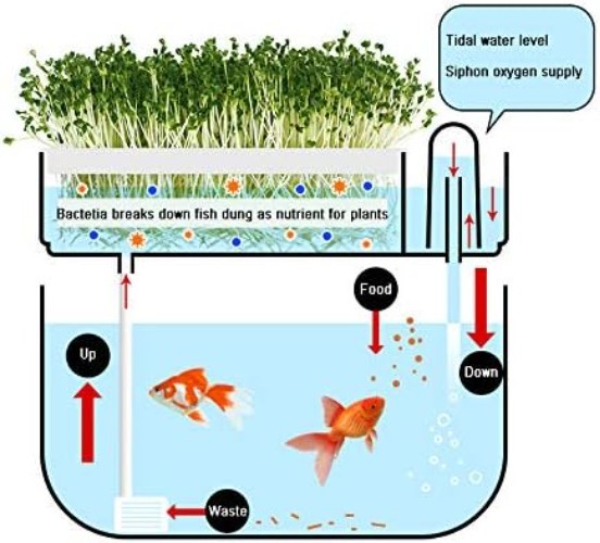 Aquaponic Fish Tank & Seed Sprouter System