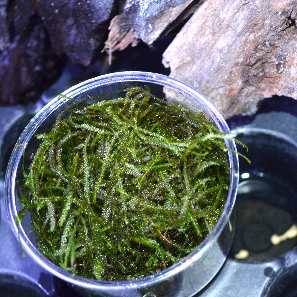 Buy 2 get 1 free Java Moss Live Aquarium Plant 2 OZ CUP EE