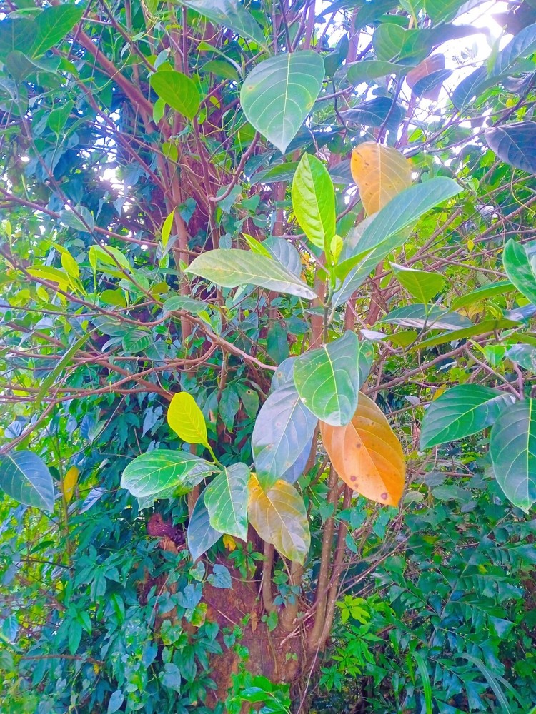 Ceylon dried natural jack fruit leaves organic 50pcs pack