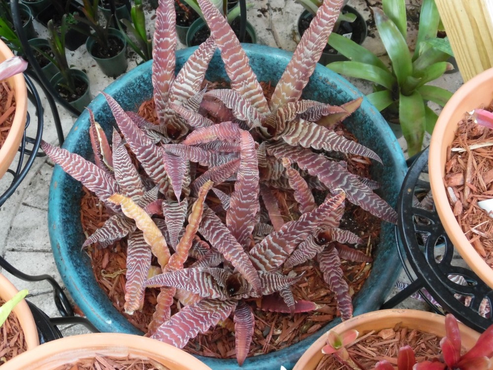 Cryptanthus PHEASANT TAIL Bromeliad one tropical plant *MEDIUM*