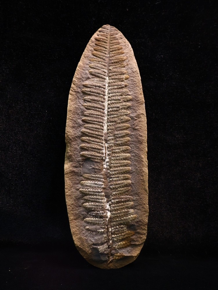 Large Mazon Creek Leaf Fossil, Coal City, Illinois