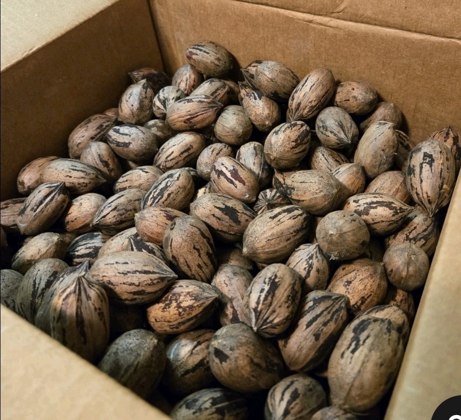Pecans In Shell ~2025 Tennessee LARGE Whole Paper Shell Pecans 10$ pound