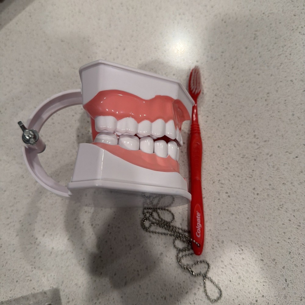 Colgate Large Teeth Educational Model