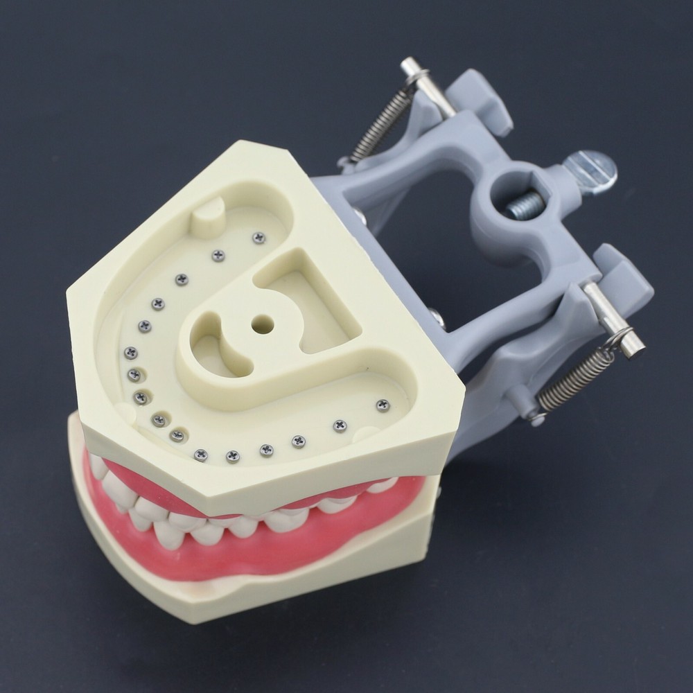 Columbia 860 Type Dental Typodont Teaching Exam Model Removable 32PCS Teeth