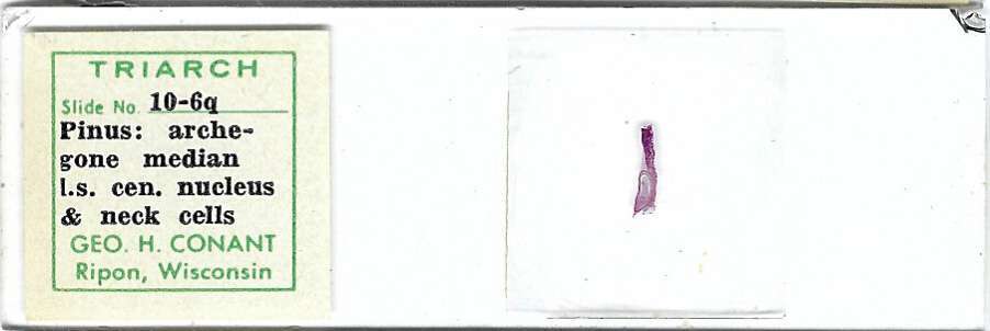 Pinus Archegone Microscope Slide by Conant