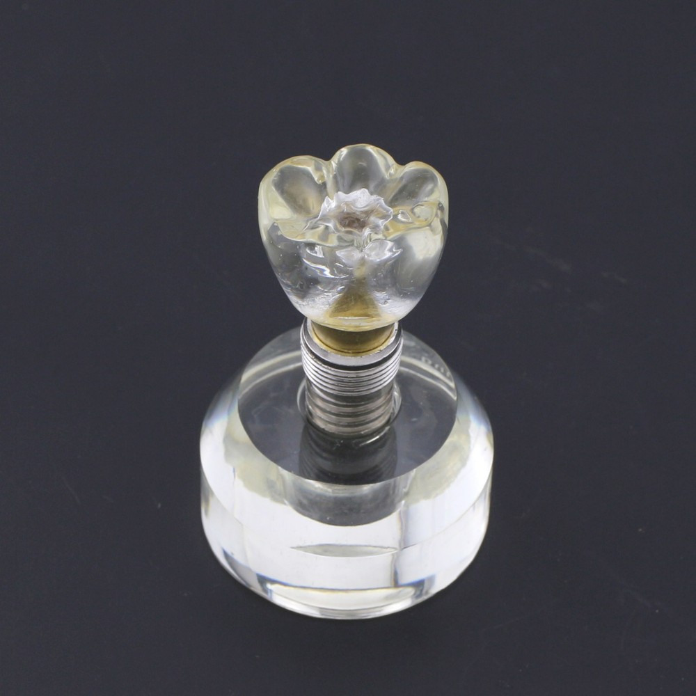 Dental Implant Typodont Teeth Study Model Arcylic Single Tooth Crown Base #2020