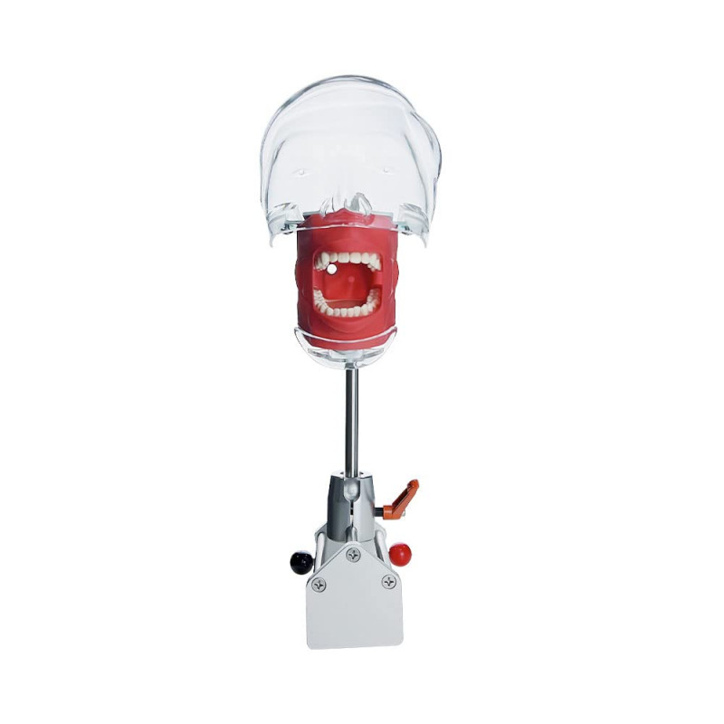 USA Detachable Dental Simulator Phantom Head Model For Dentist Teaching Practice