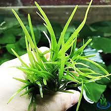 Dwarf Sagittaria (Subulata) Bundle