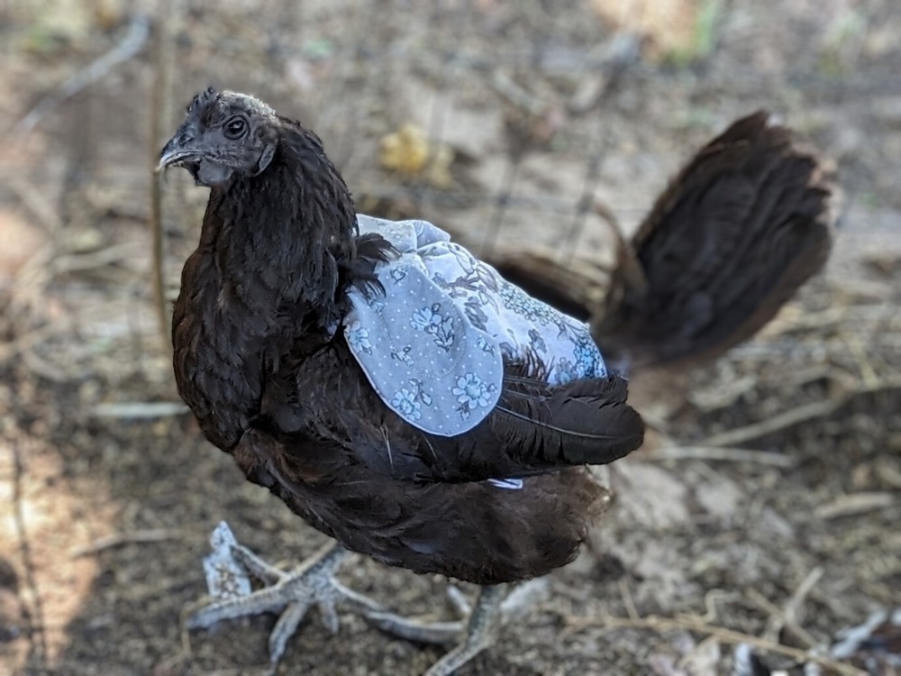 IMPROVED Chicken Saddle/Feather Protector/Wing Protector - Stays On!