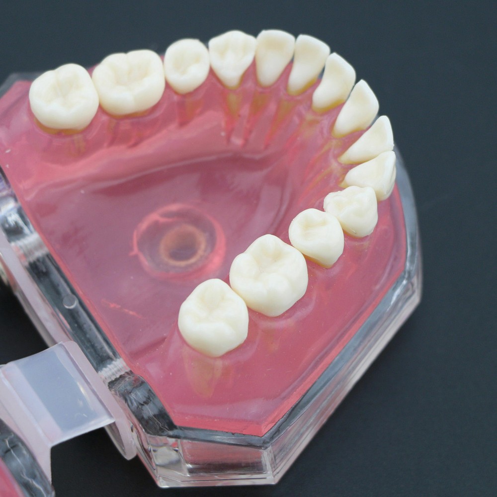 Dental Orthodontic Typodont Plastic Teeth Standard Model 4004 #1 Removable Teeth