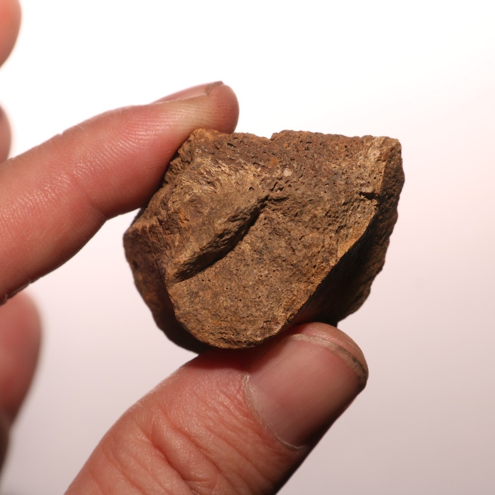 Very Nice Dinosaur Vertebrae Process Bone Fossil Hell Creek Formation Cretaceous