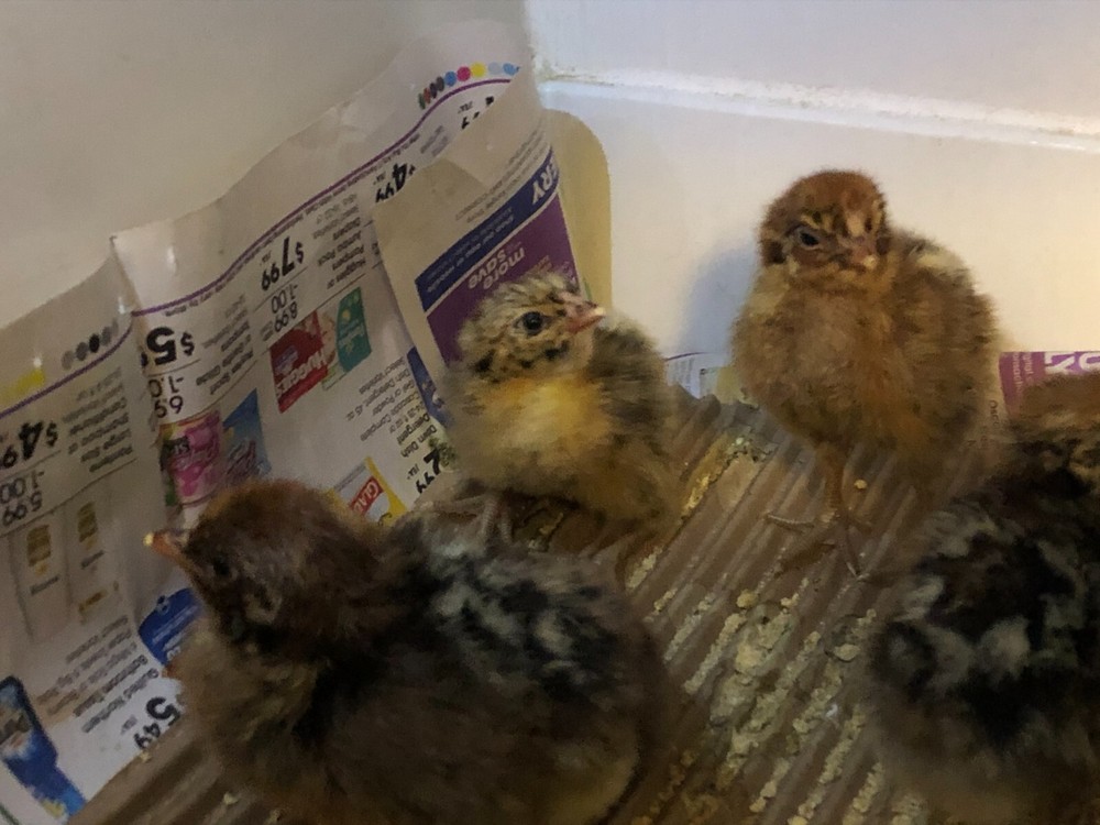 5+ Gold Deathlayer Hatching Eggs - Death layer - Westfälischer Totleger c2