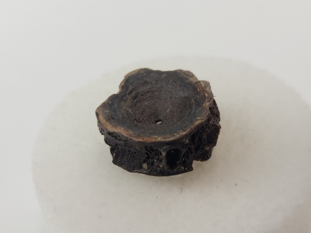 Lance Formation Micro Fossil Pack - Perfect for Teaching / Education - 70 Pieces