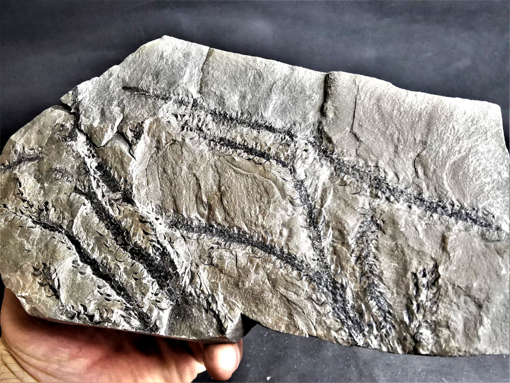 Lepidodendron ophiurus – Carboniferous fossil plant