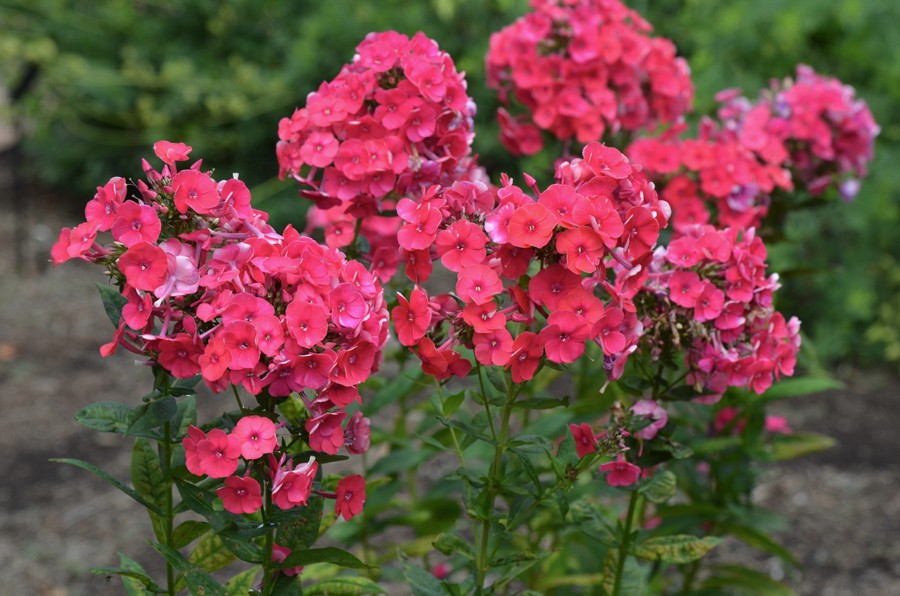 Garden Phlox Grenadine Dream 1 Root