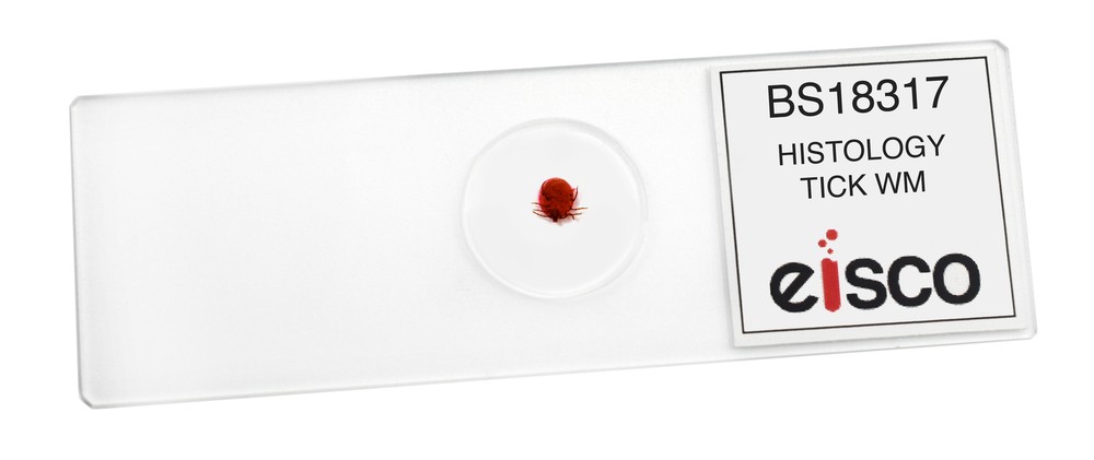 Histology Tick - WM - Prepared Slide - 75x25mm - Eisco Labs