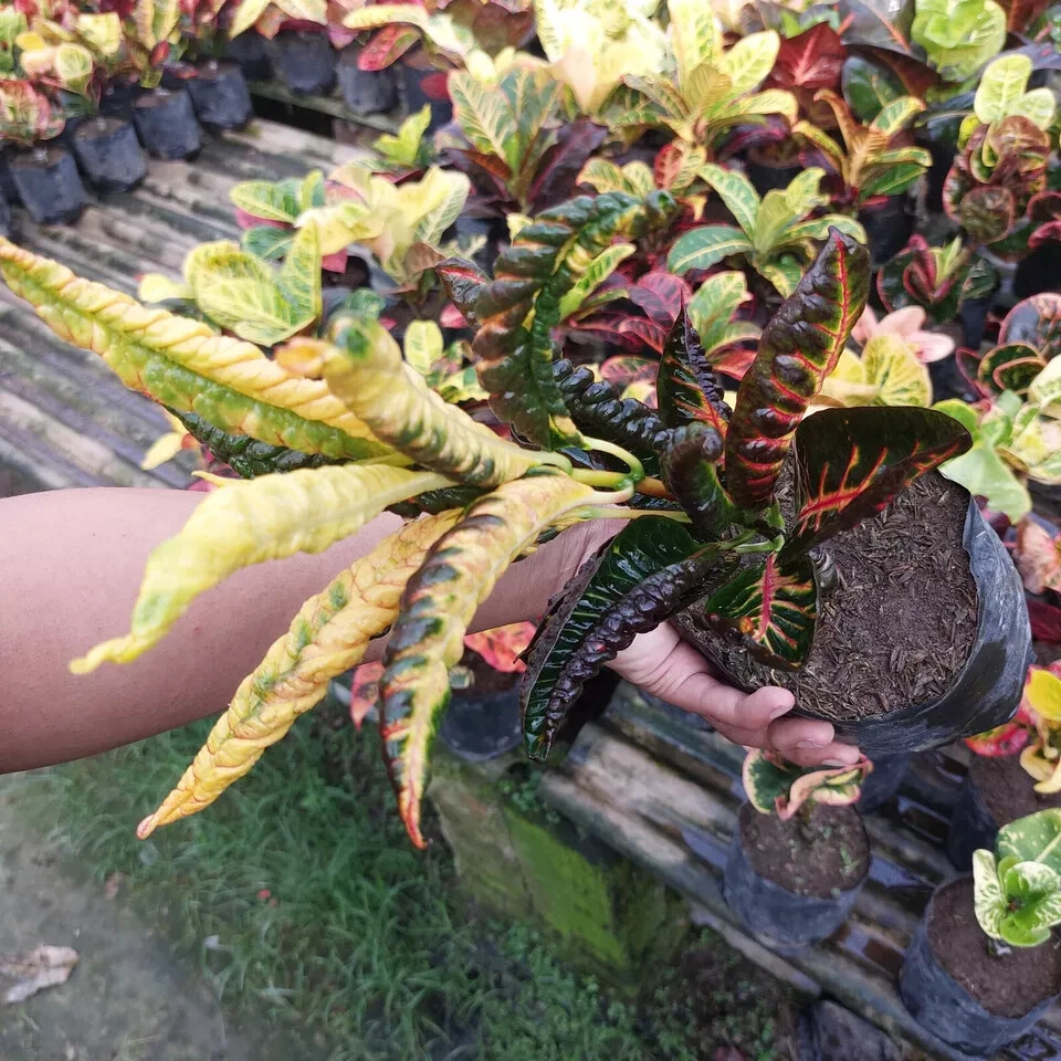 Codiaeum Variegatum Croton Derik Free Phytosanitary