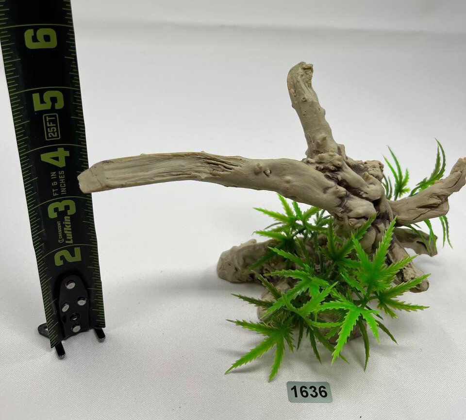 Green Fern on Driftwood