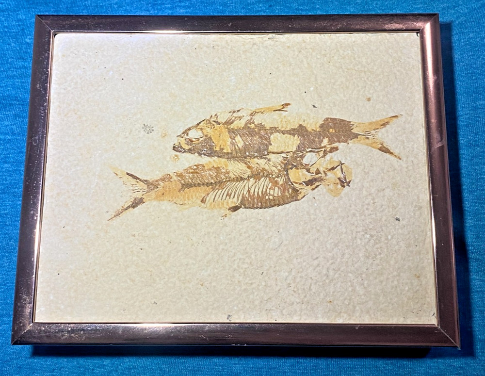 Pre-Owned Framed Knightia Fish Fossils