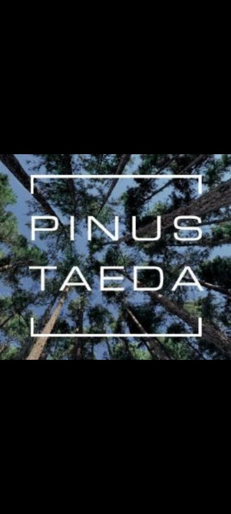 100 Containerized Loblolly Pine Seedlings (NOT BARE ROOT) Pinus Taeda