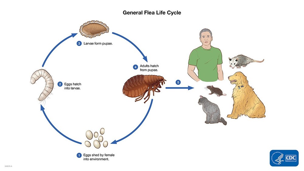 14 oz PT Alpine Flea & Bed Bug w/ IGR Aerosol Insecticide Kill Fleas Bed Bugs