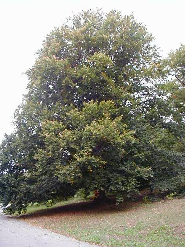 American Beech Tree   (Fagus Grandifolia) | 2 Bare-root