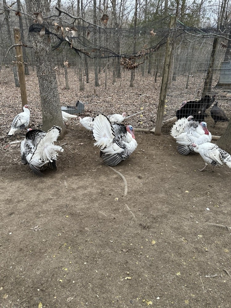 6 Royal Palm Turkey Hatching Eggs