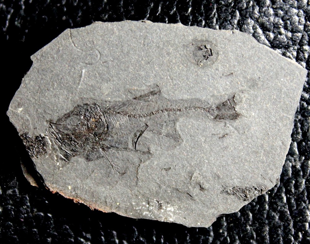 Vinciguerria distincta - Fossil fish
