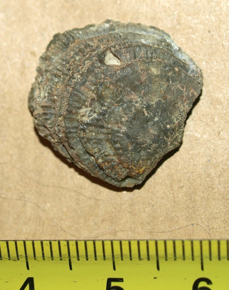 Upper Ordovician brachiopod -Porambonites schmidti