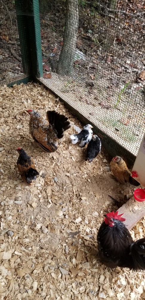 Serama Bantam Eggs. 1 Dozen + extras. Video NO RESERVE!!!