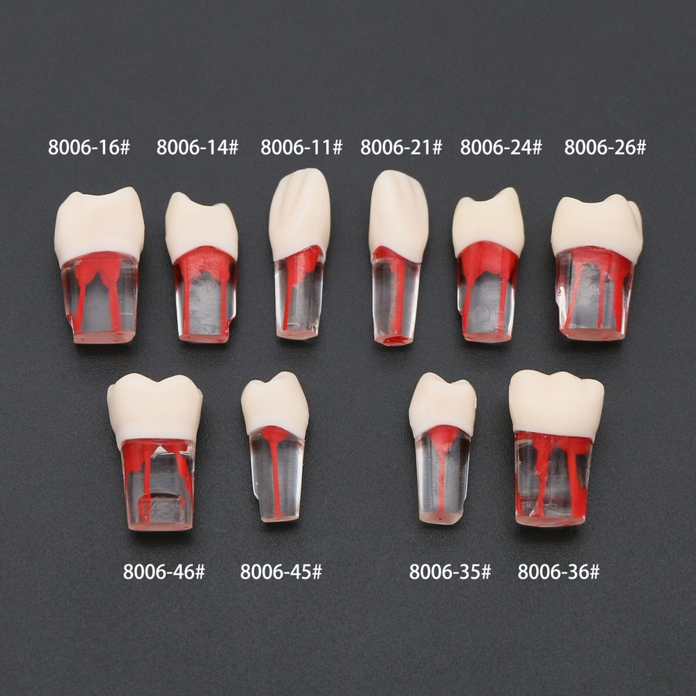 10Pcs Dental Root Canal Study Teeth Model for Endodontic Rotary Files Practice