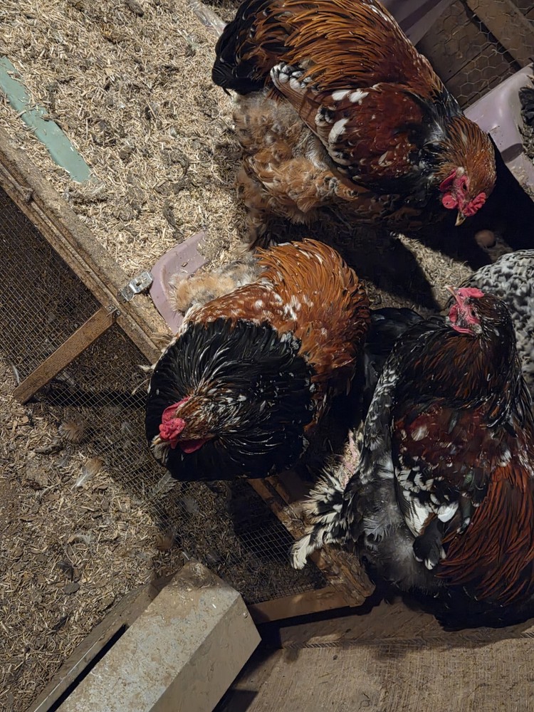 Brahma chicken hatching eggs (10 +2)