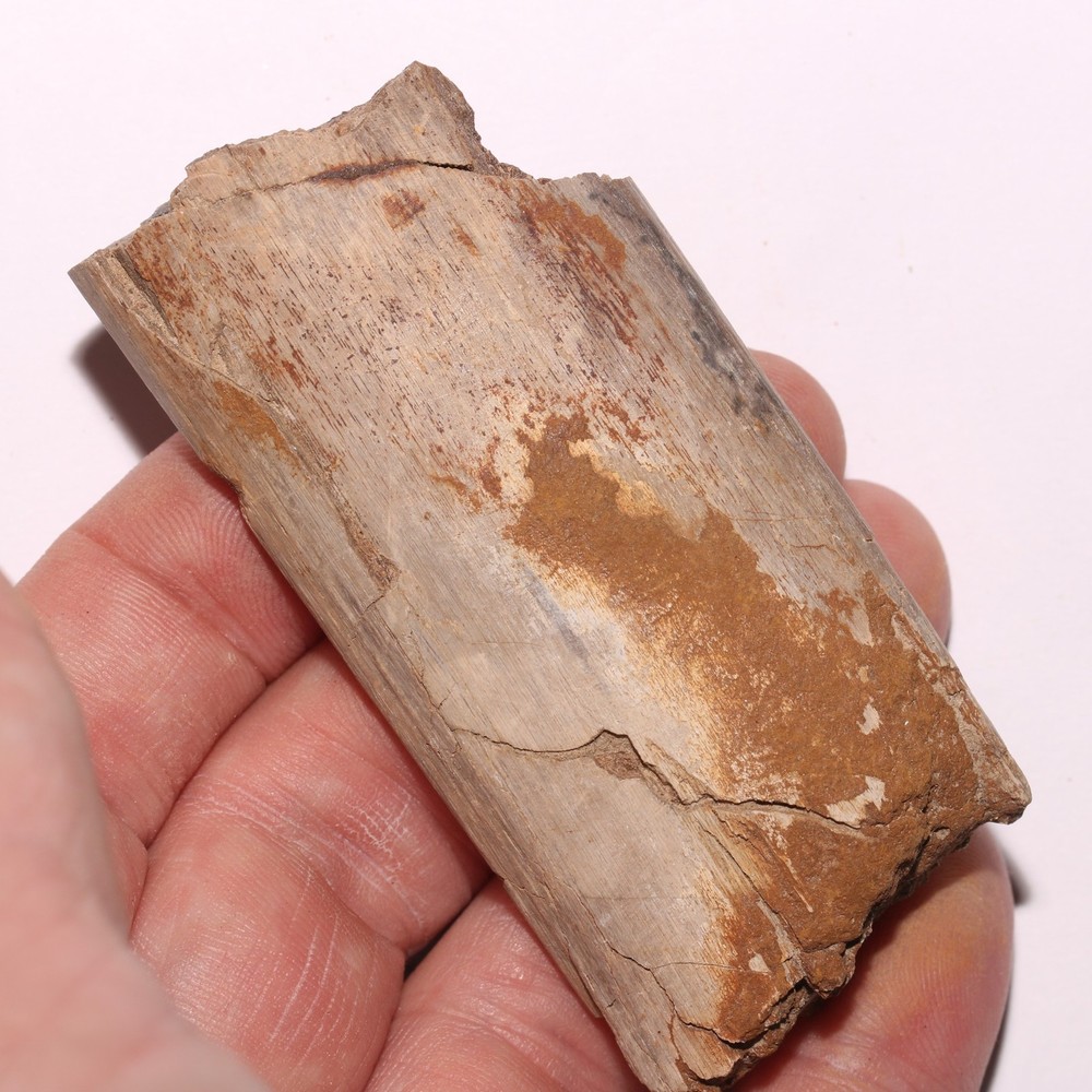 Dinosaur Rib Bone Section - Authentic Fossil - Hell Creek Formation Cretaceous