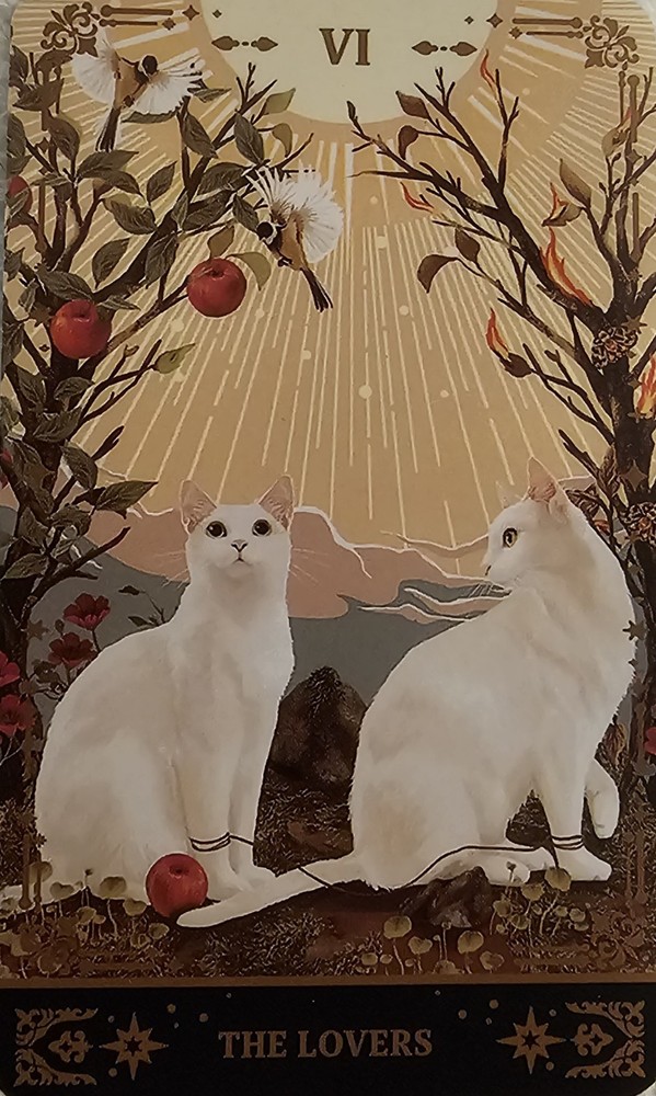 Muse Cat Tarot Deck