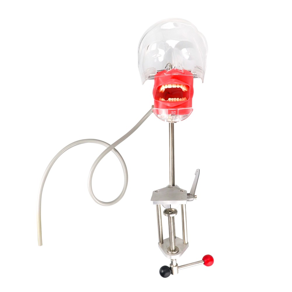 Dental Head Model Simulator Phantom Dentist Teaching Head Model 28pcs Teeth USA
