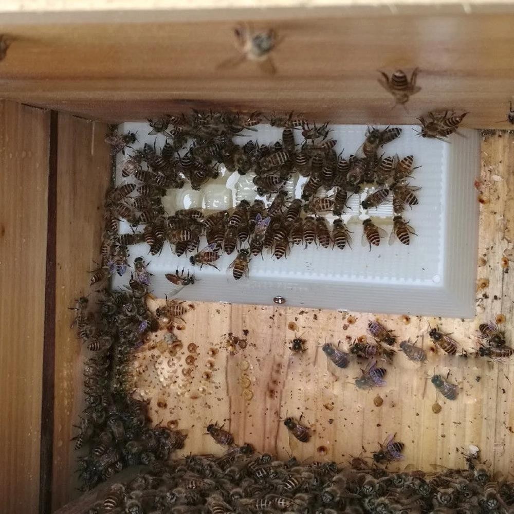Beekeeping Feeder Feeding Inside Beehive Plastic Honey Sugar FeedTrough Bee Tool