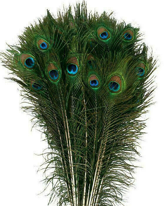 Peacock Feather Stems Natural - 14-15" 25 Pcs. (B Quality)