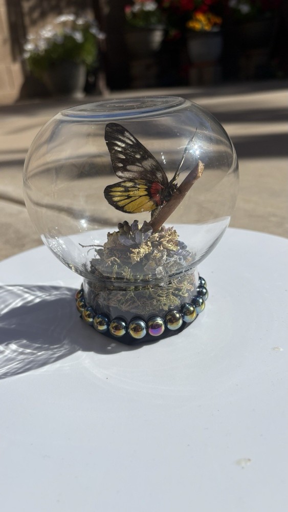 Butterfly Glass Display Case with Decorative Base