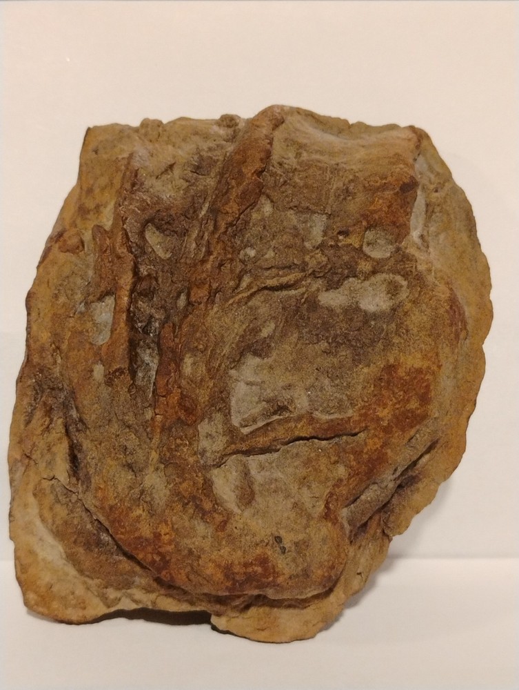 Prehistoric Fossil Specimen 100% Authentic