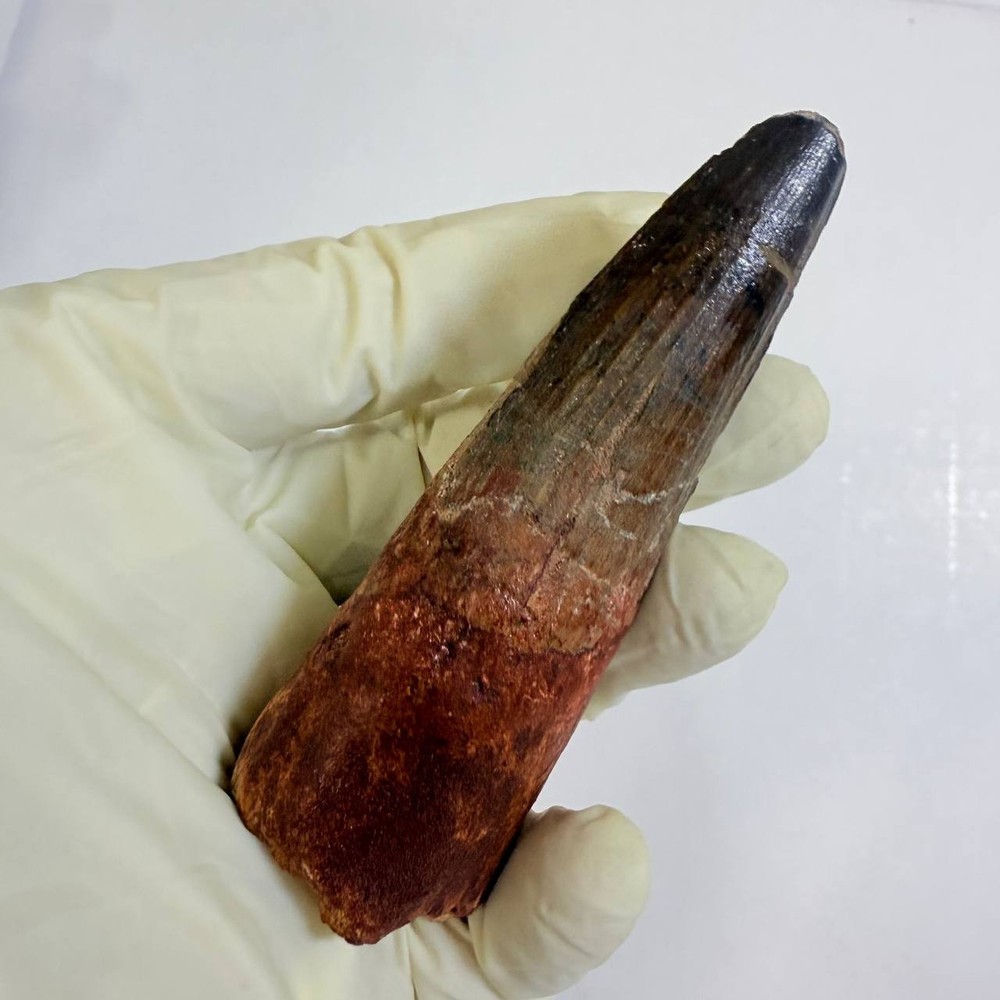 HUGE Spinosaurus Tooth 9 cm MASSIVE Dinosaur Fossil Display