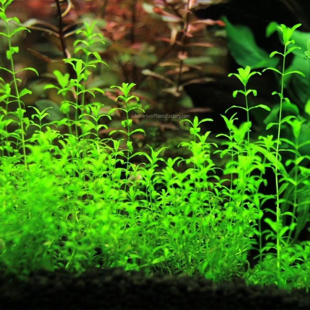 Moss/Plant Christmas Moss,Subwassertang,Java moss,Pearl Weed or buy Individually
