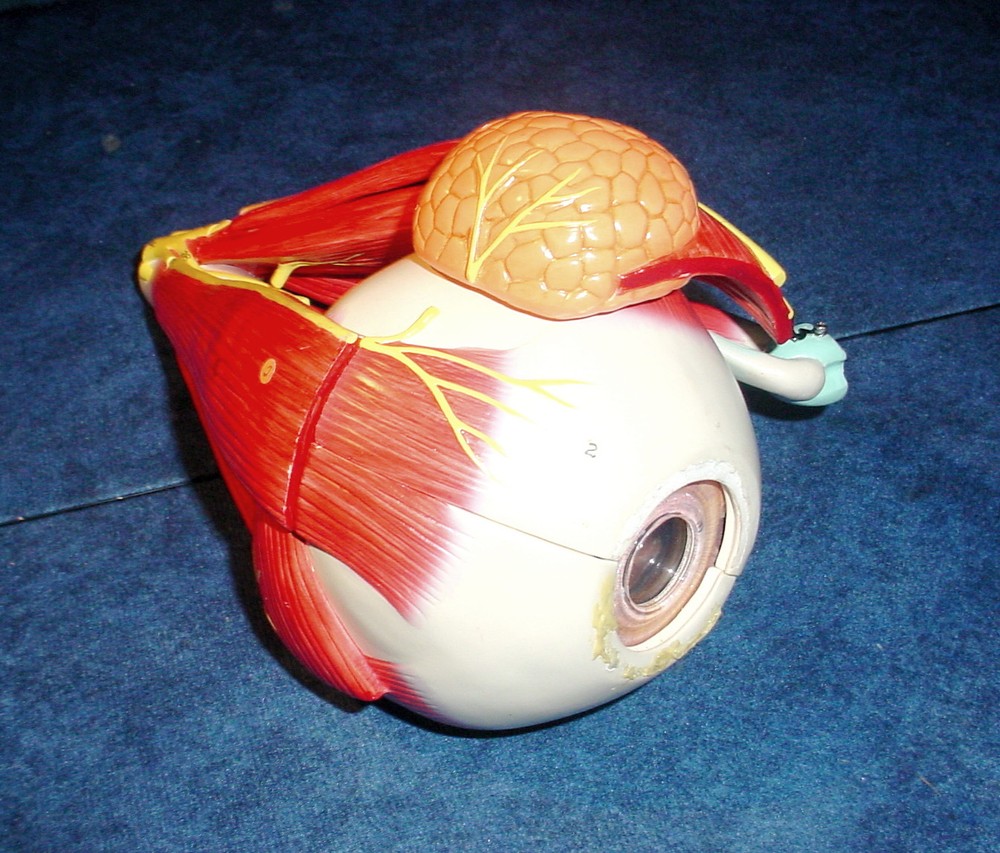 Altay Scientific Eye with Orbit Model - 5 Times Normal Size #3