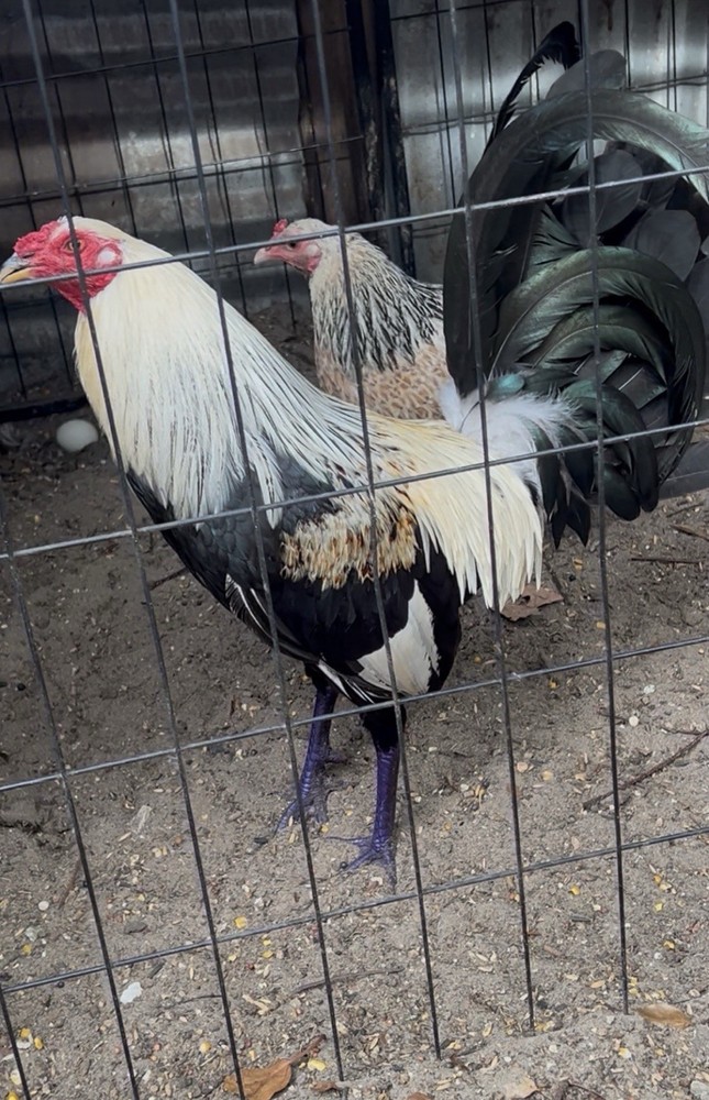 Six Fertile Hatching Chicken Eggs