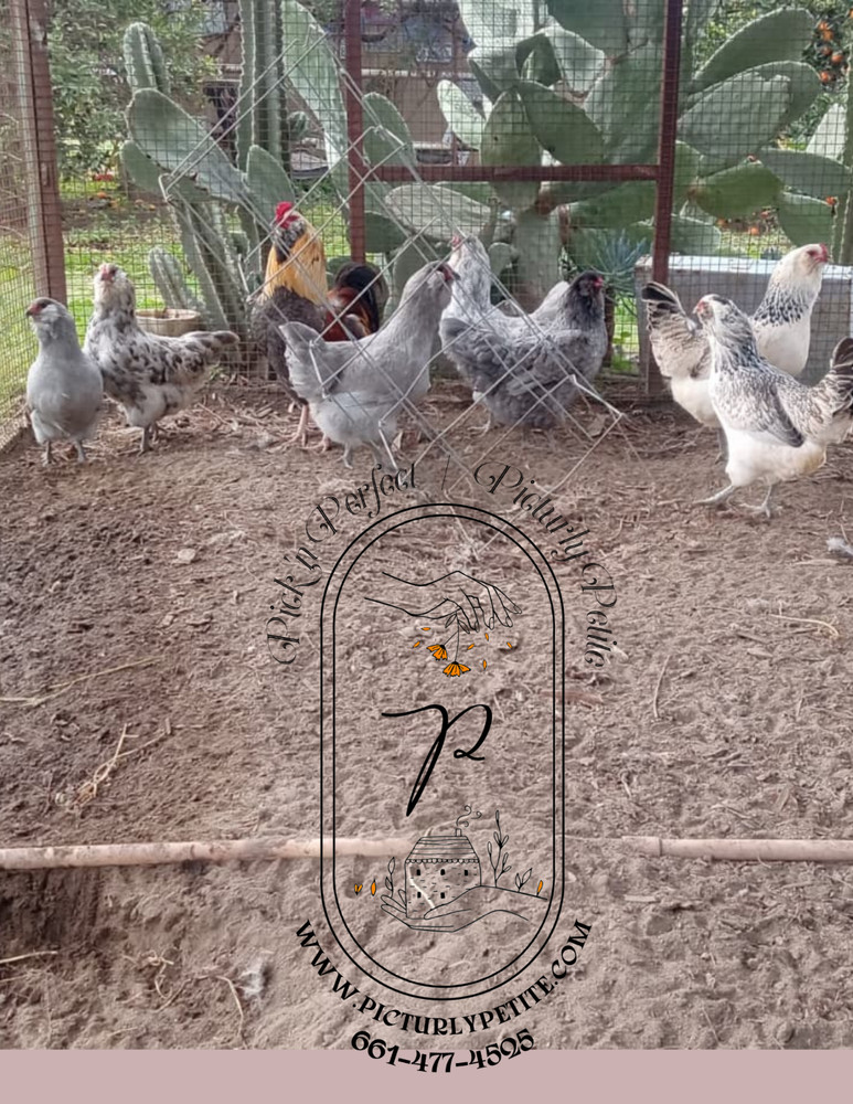 6 Americana Easter Egger Hatching Eggs Blue Egg Layers Fertility Tested