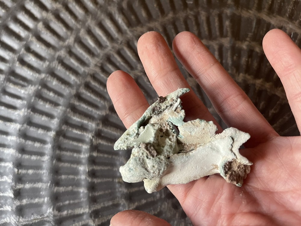 Petrified rock, mineralized, crystallized, stone bone spine