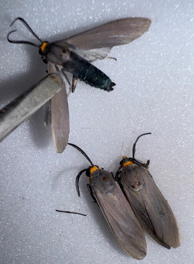 BY 3 Edwards Wasp Moths - Florida