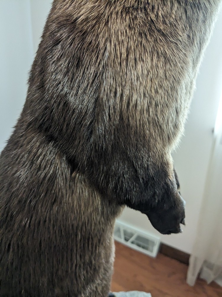 River Otter Taxidermy Life Size Mount
