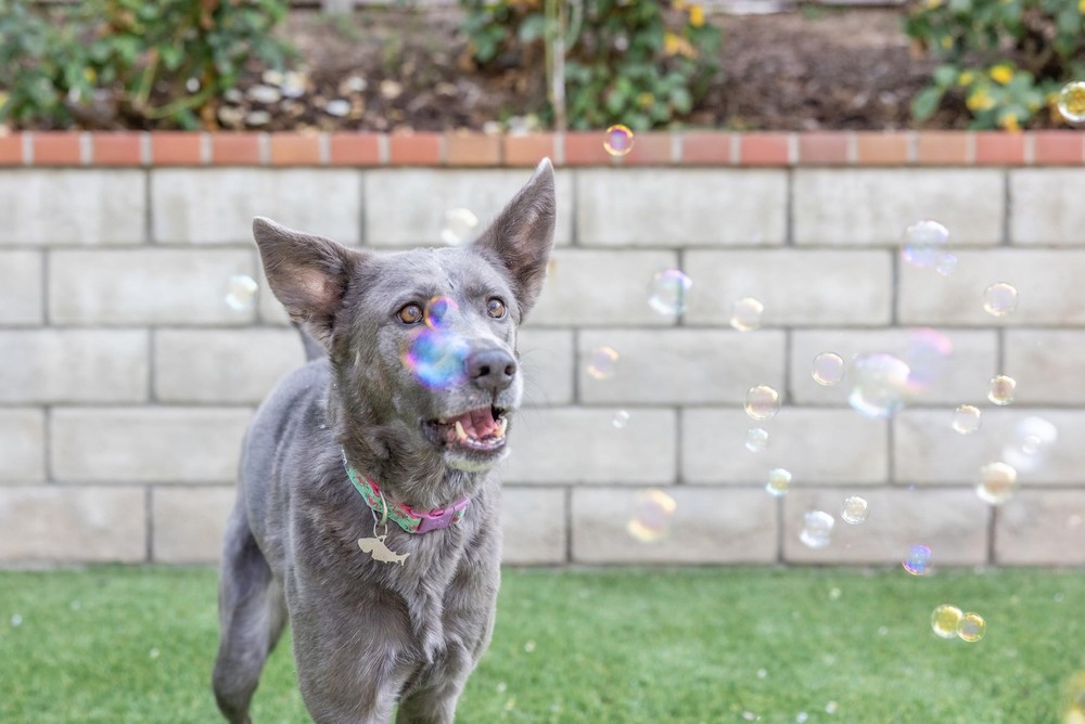 Target 20 ml Green Bubble Maker Peanut Butter Flavored Durable Bubbles for Pets