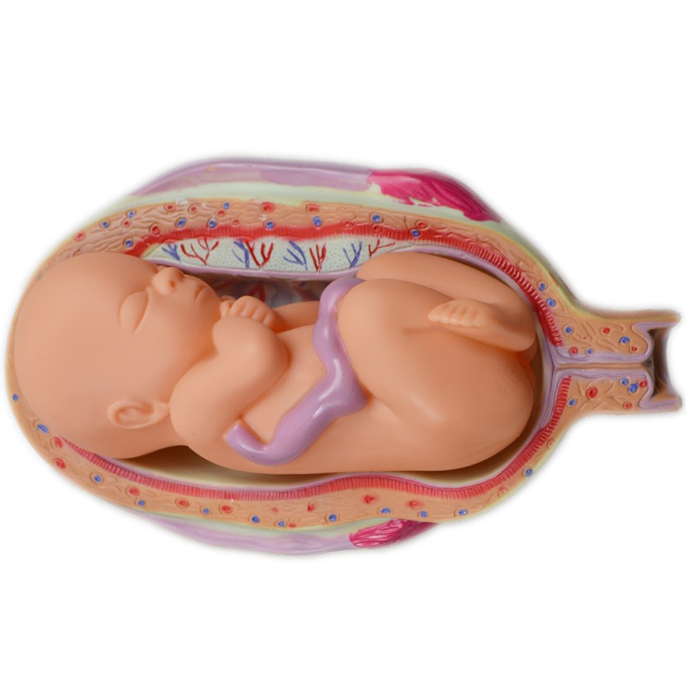 8Pcs PVC Human Anatomical Pregnancy Embryonic Development Process Teaching Model